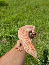 Load image into Gallery viewer, 2022 Pure Red Albino 66% het Anery
