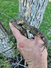 Load image into Gallery viewer, 2023 Grand Cayman Hybrid Rock iguana High blue