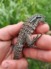 Load image into Gallery viewer, 2024 Oddball Sky Panther Tegus