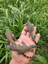 Load image into Gallery viewer, 2024 Oddball Sky Panther Tegus