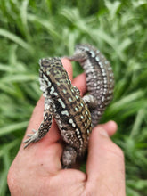 Load image into Gallery viewer, 2024 Oddball Sky Panther Tegus