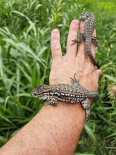 Load image into Gallery viewer, 2024 Oddball Sky Panther Tegus
