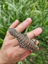 Load image into Gallery viewer, 2024 Oddball Sky Panther Tegus