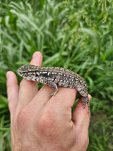 Load image into Gallery viewer, 2024 Oddball Sky Panther Tegus