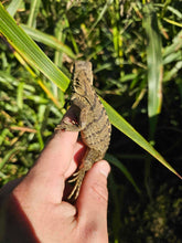 Load image into Gallery viewer, 2023 Grand Cayman Hybrid Rock iguana High blue