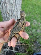 Load image into Gallery viewer, 2023 Grand Cayman Hybrid Rock iguana High blue