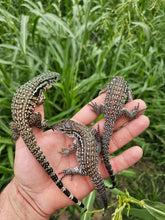 Load image into Gallery viewer, 2024 Oddball Sky Panther Tegus