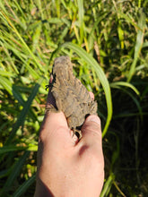 Load image into Gallery viewer, 2023 Grand Cayman Hybrid Rock iguana High blue