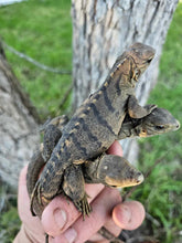 Load image into Gallery viewer, 2023 Grand Cayman Hybrid Rock iguana High blue