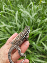 Load image into Gallery viewer, 2024 Oddball Sky Panther Tegus