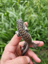 Load image into Gallery viewer, 2024 Oddball Sky Panther Tegus