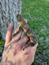 Load image into Gallery viewer, 2023 Grand Cayman Hybrid Rock iguana High blue