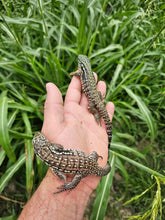 Load image into Gallery viewer, 2024 Oddball Sky Panther Tegus