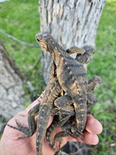 Load image into Gallery viewer, 2023 Grand Cayman Hybrid Rock iguana High blue