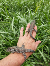 Load image into Gallery viewer, 2024 Oddball Sky Panther Tegus