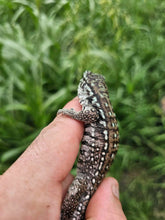 Load image into Gallery viewer, 2024 Oddball Sky Panther Tegus