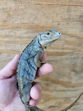 Load image into Gallery viewer, 2022 Grand Cayman Hybrid Rock iguana High blue