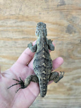 Load image into Gallery viewer, 2022 Grand Cayman Hybrid Rock iguana