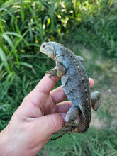 Load image into Gallery viewer, 2022 Grand Cayman Hybrid Rock iguana High blue