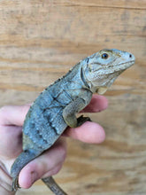 Load image into Gallery viewer, 2022 Grand Cayman Hybrid Rock iguana High blue