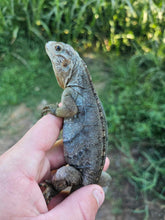 Load image into Gallery viewer, 2022 Grand Cayman Hybrid Rock iguana High blue