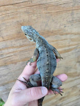 Load image into Gallery viewer, 2022 Grand Cayman Hybrid Rock iguana High blue