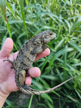 Load image into Gallery viewer, 2022 Grand Cayman Hybrid Rock iguana