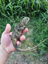 Load image into Gallery viewer, 2022 Grand Cayman Hybrid Rock iguana