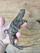 Load image into Gallery viewer, 2022 Grand Cayman Hybrid Rock iguana