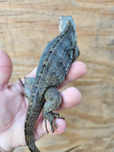 Load image into Gallery viewer, 2022 Grand Cayman Hybrid Rock iguana High blue