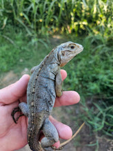 Load image into Gallery viewer, 2022 Grand Cayman Hybrid Rock iguana High blue