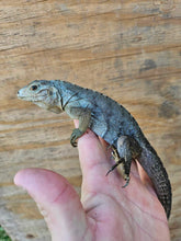 Load image into Gallery viewer, 2022 Grand Cayman Hybrid Rock iguana High blue