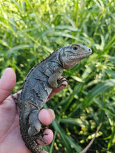 Load image into Gallery viewer, 2022 Grand Cayman Hybrid Rock iguana High blue