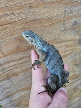 Load image into Gallery viewer, 2022 Grand Cayman Hybrid Rock iguana High blue