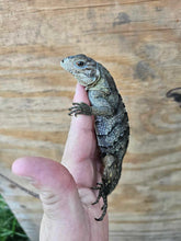 Load image into Gallery viewer, 2022 Grand Cayman Hybrid Rock iguana