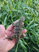 Load image into Gallery viewer, 2022 Grand Cayman Hybrid Rock iguana