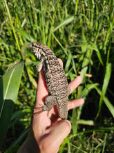 Load image into Gallery viewer, 2025 Pure Red Anery 66% het Albino