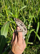 Load image into Gallery viewer, 2025 Pure Red Anery 66% het Albino