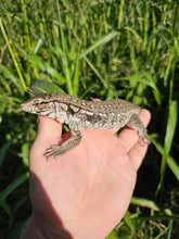 Load image into Gallery viewer, 2025 Pure Red Anery 66% het Albino