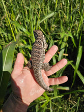 Load image into Gallery viewer, 2025 Pure Red Anery 66% het Albino