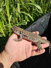 Load image into Gallery viewer, 2025 Pure Red Anery 66% het Albino