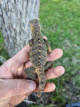 Load image into Gallery viewer, 2023 Grand Cayman Hybrid Rock iguana High blue