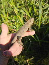 Load image into Gallery viewer, 2023 Grand Cayman Hybrid Rock iguana High blue