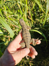 Load image into Gallery viewer, 2023 Grand Cayman Hybrid Rock iguana High blue