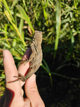 Load image into Gallery viewer, 2023 Grand Cayman Hybrid Rock iguana High blue