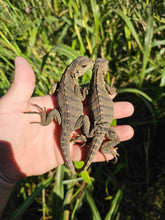 Load image into Gallery viewer, 2023 Grand Cayman Hybrid Rock iguana High blue