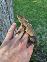 Load image into Gallery viewer, 2023 Grand Cayman Hybrid Rock iguana High blue