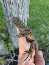 Load image into Gallery viewer, 2023 Grand Cayman Hybrid Rock iguana High blue