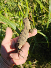 Load image into Gallery viewer, 2023 Grand Cayman Hybrid Rock iguana High blue