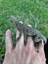 Load image into Gallery viewer, 2023 Grand Cayman Hybrid Rock iguana High blue